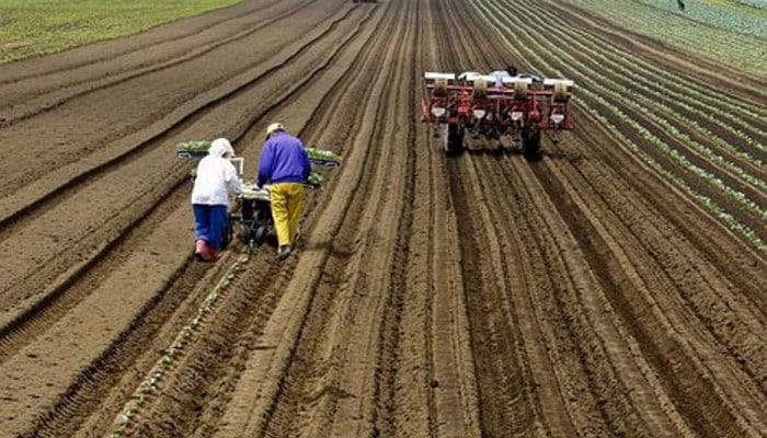 Pasos Para Realizar Una Siembra De Trigo De Calidad