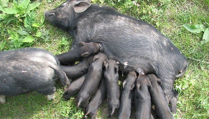 4 Razas De Cerdos Mas Resaltantes En La Produccion Porcina