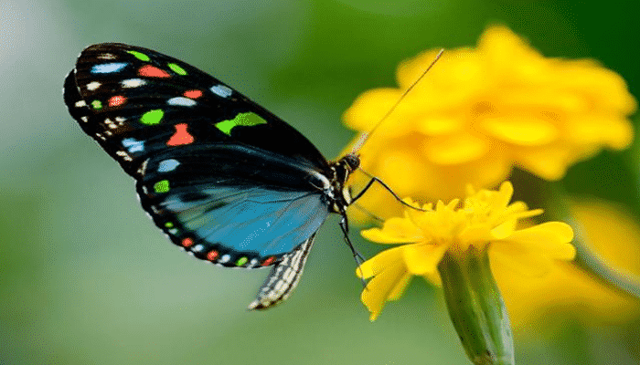 10 Características De Las Mariposas + Diferencias Entre 