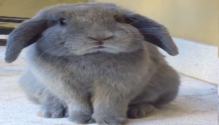 El Conejo Belier Adulto La Mascota Mas Tierna Tranquila Y Docil