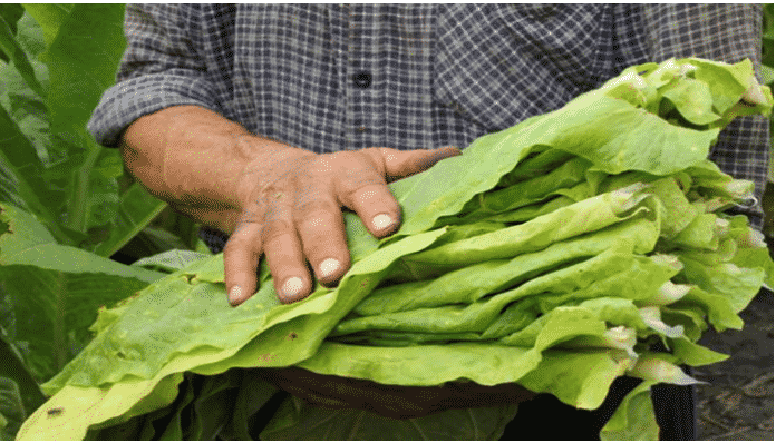 13 beneficios y características de la planta de tabaco y su reproducción