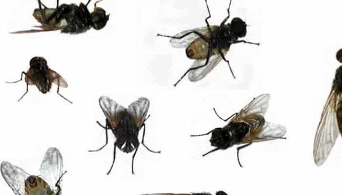 las moscas y sus caracteristicas