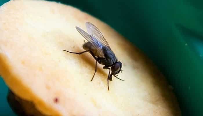 moscas sobre las comidas