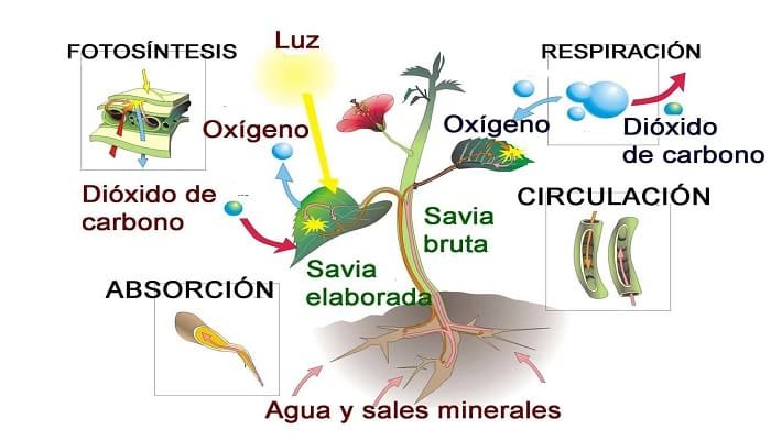 Las plantas quitan oxigeno