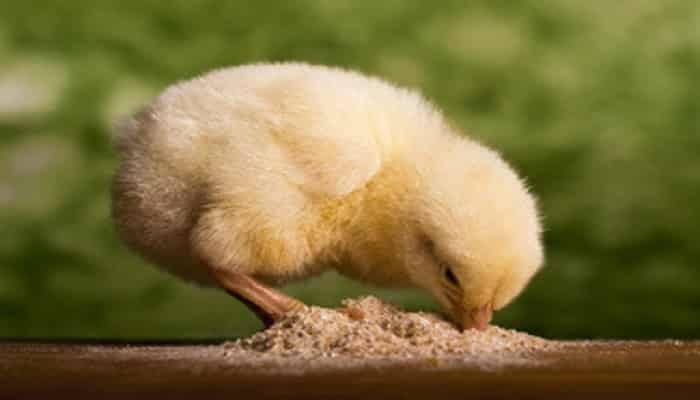 Alimento Balanceado Para Pollos Explota Su Potencial Productivo