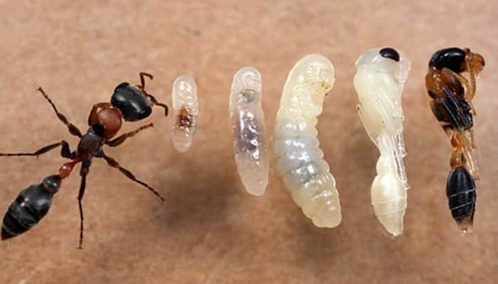 Crecimiento De Las Hormigas