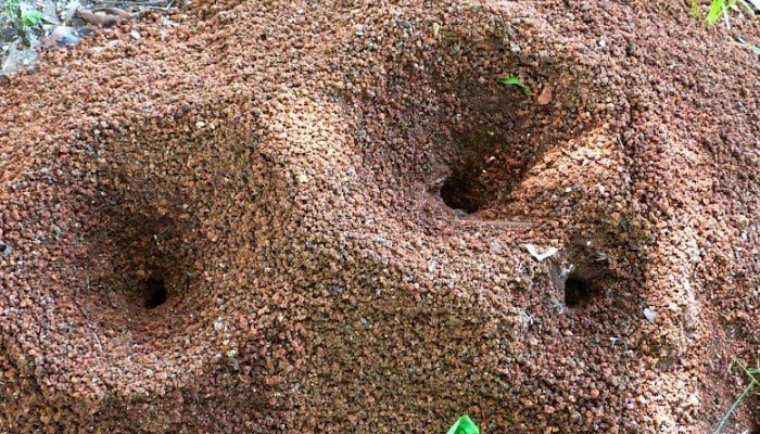 nido de las hormigas