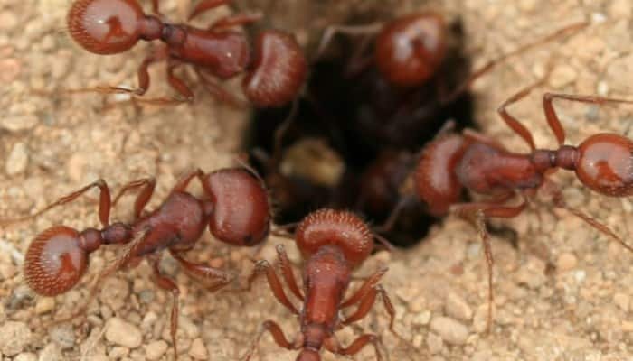 hormigas obreras
