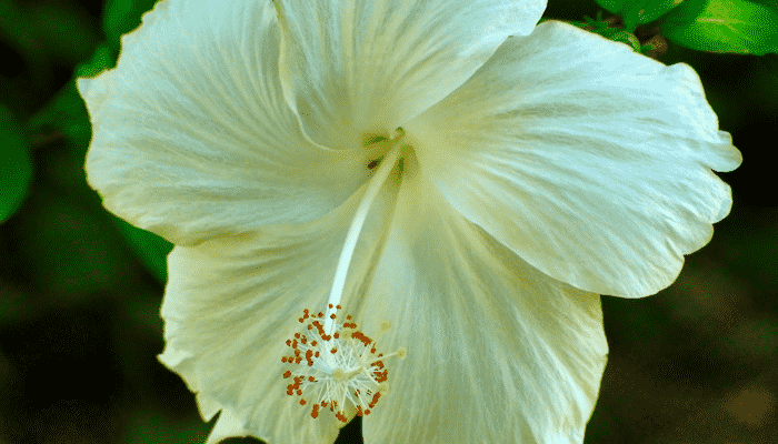 7 Características Muy Interesantes De La Flor De Cayena 4774