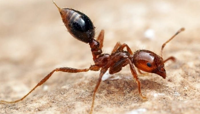 veneno de la hormiga