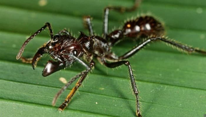 Tipos De Hormigas venenosas