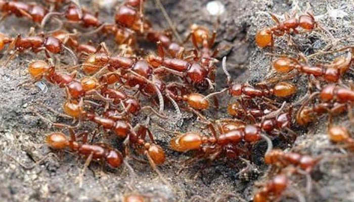 Tipos De Hormigas