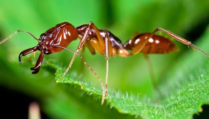 hormigas rojas