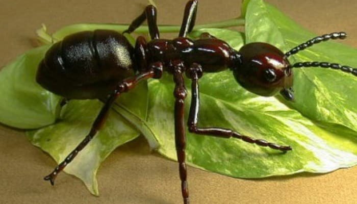 alimentacion de las hormigas