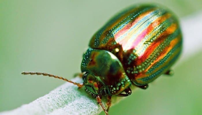 Orden Coleoptera