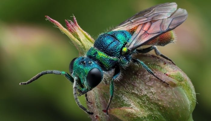 Orden Hymenoptera