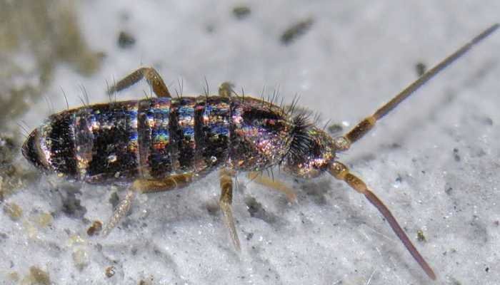 Orden Collembola