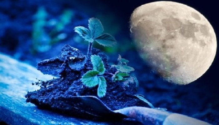 ¿Las fases de la luna influyen en el crecimiento de tus