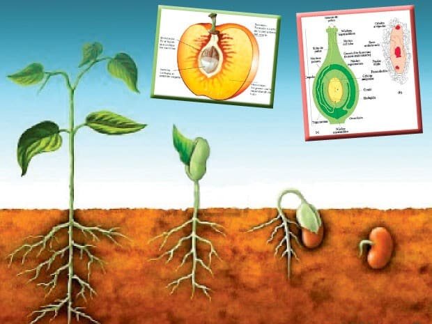 2 Tipos de reproducción de plantas ¡Te las explicamos con