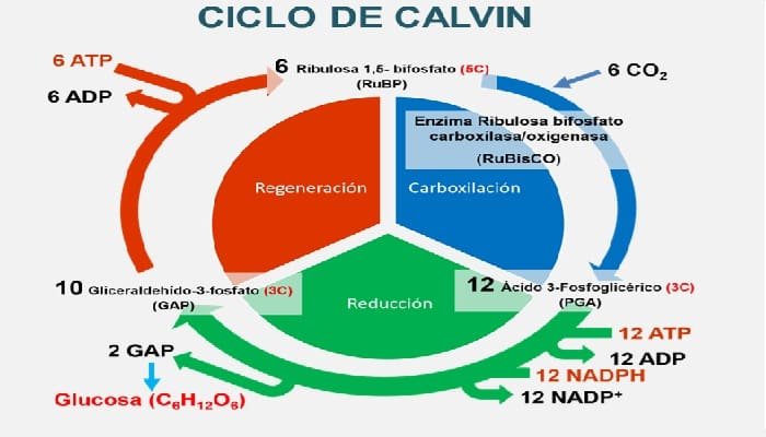 2 Fases Importantes En La Fotosíntesis De Las Plantas Y Sus Etapas