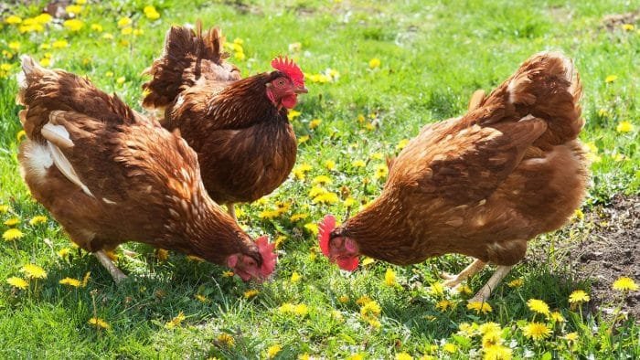 Cómo cuidar gallinas ponedoras