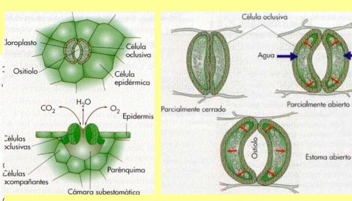 Antorchas Edredón Típico 4 Procesos de la transpiración vegetal y 6 factores influyentes